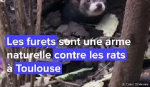 VIDÉO - Évry-Courcouronnes : une brigade de furets pour chasser les rats