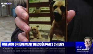 Une ado grièvement blessée après s'être fait attaquer par trois chiens en Essonne