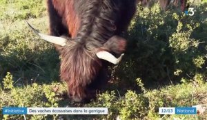 Environnement : des vaches écossaises pâturent la garrigue