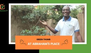 Green thumb: At Abraham’s place