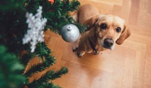 Comment protéger votre sapin de Noël de votre chien ?