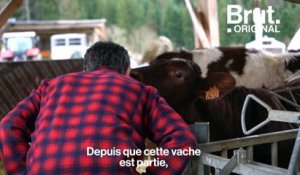 Cas de Brucellose : Eric Forestier se bat contre l'abattage de ses vaches en Haute-Savoie
