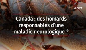 Canada : des homards responsables d’une maladie neurologique ?