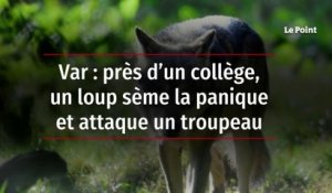 Var : près d’un collège, un loup sème la panique et attaque un troupeau