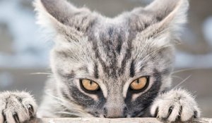 Ce test en ligne permet de découvrir si votre chat est un psychopathe