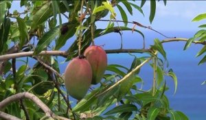 Fenêtre sur l'Outre-mer - Réunion : la mangue de nouveau exportée
