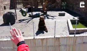 Cet ours dit bonjour aux touristes du Zoo
