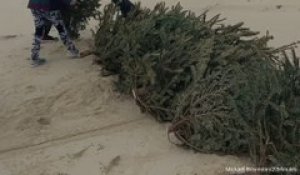 Bassin d'Arcachon: Des sapins de Noël recyclés pour lutter contre l'érosion de la dune