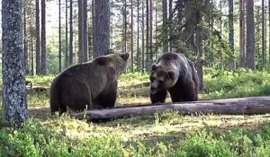 Une bagarre très violente entre des grizzlys