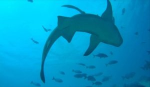 Le nombre d'attaques de requins dans le monde a augmenté de 30% en 2021