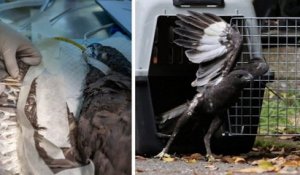 Singapour : une équipe vétérinaire utilise des baguettes de bambou pour réparer l'aide endommagée d'un aigle blessé