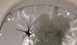 Il tire la chasse d'eau et une araignée le surprend dans les toilettes