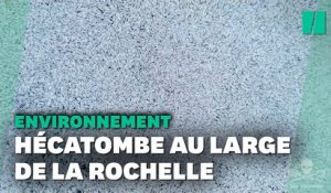 La mort des poissons dans le golfe de Gascogne due à un filet brisé