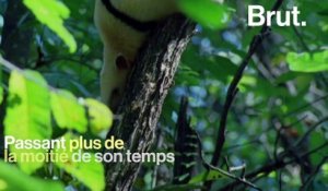 Le tamandua : un fourmilier perché dans les arbres
