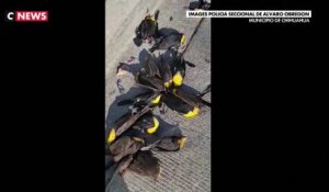 Mexique : Des centaines d'oiseaux meurent mystérieusement en même temps