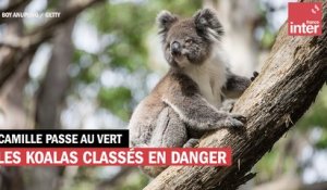 Les koalas classés "en danger" par l'Australie