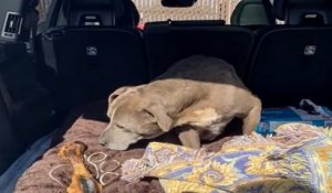Une chienne retrouve sa famille adoptive douze ans après sa disparition