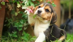 Yvelines : sauvés d'un laboratoire où ils subissaient des expériences, des beagles sont proposés à l'adoption par la SPA