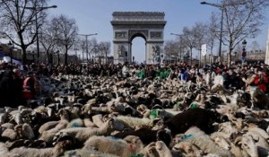 2022 brebis sur les Champs-Elysées pour clôturer le Salon de l’Agriculture