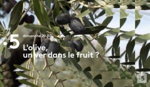 L'olive, le ver est dans le fruit (france 5) bande-annonce
