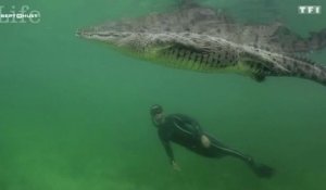 Le zapping du 24/07 : la rencontre impressionnante entre un apnéiste et un crocodile