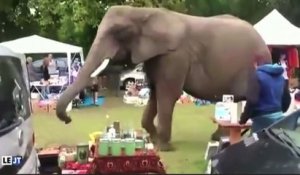 Le zapping du 19/08 : Une éléphante échappée d’un cirque se balade dans une brocante !
