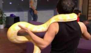 Zapping PublicTV n°59 : Jean Pascal a la phobie des serpents !