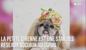 INSTACUTE : Kuma : Le chien nippon fashion !