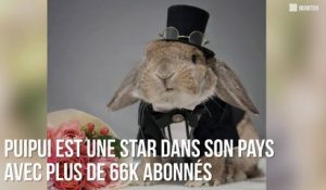 PuiPui : Le lapin le plus stylé d’Instagram ! So cute.