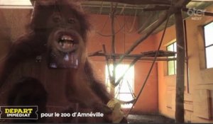 Le zapping du 09/12 : Un singe plus malin qu'il n'y paraît