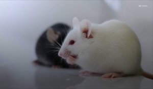 Des scientifiques inversent le vieillissement chez la souris