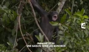 Une saison chez les bonobos - France 4 - 04 11 16