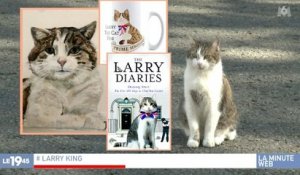 Zapping du 17/02 : Larry, le chat le plus célèbre du monde avec 450 000 abonnés sur Twitter