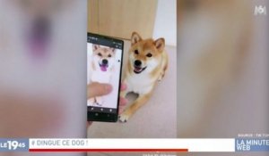 Zapping du 27/06 : Ce chien imite les photos comme personne
