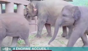 Le zapping du 02/06 : Le super accueil d’un nouveau-né par un troupeau d’éléphants !