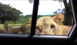 Le zapping du 11/03 : Une lionne s’introduit dans la d’une voiture d’une famille !