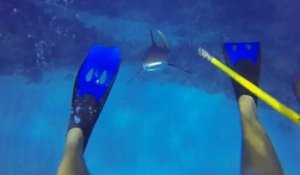 Un plongeur se fait attaquer par un requin