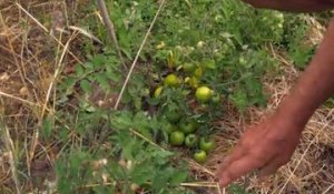 Le potager de mon grand-père