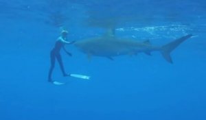 Animaux : comment éviter une attaque de requin ?