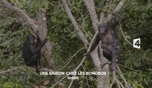 Une saison chez les bonobos France 4 - 03 03 16