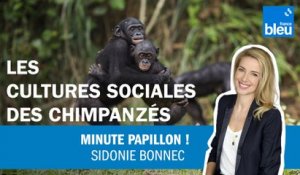 Les cultures sociales des chimpanzés