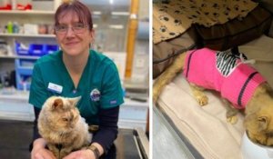 Écosse : une femme retrouve sa chatte 17 ans après sa disparition