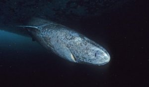 Un rarissime requin du Groenland observé dans le Finistère, du jamais vu dans la région