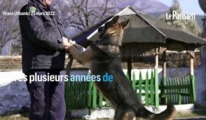 L’Albanie vend aux enchères ses chiens policiers à la retraite