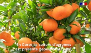 Un produit, un territoire :  le pomelo de Corse