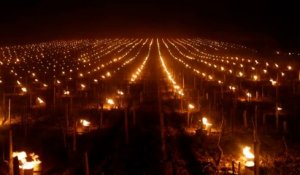 Vague de froid : des braséros au cœur des vignobles pour sauver les récoltes