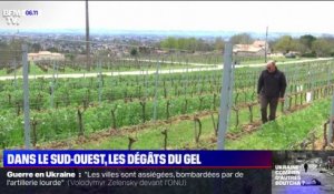 "On est à plus de 90% de bourgeons détruits": ce viticulteur constate les dégâts du gel sur son exploitation