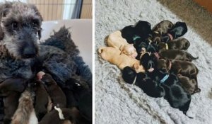 Une chienne de refuge surprend le personnel après avoir donné naissance à une portée de... 13 chiots !