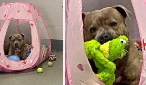 Cette tente de princesse rose aide un chien stressé à se sentir en sécurité dans un refuge pour animaux