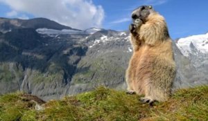 Une étude suggère que l'hibernation des marmottes pourrait révéler un secret anti-âge